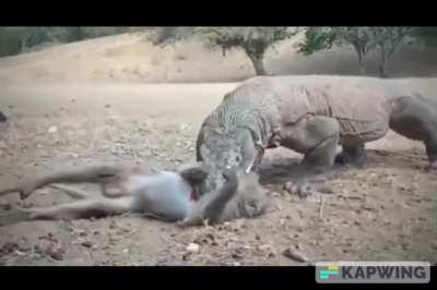 Komodo Dragon shatters a Monkey's spine before eating it.