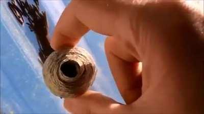 Squeezing an empty wasp nest. Couldn’t crosspost so credit to u/apollyon094