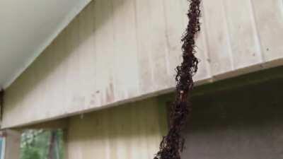 🔥 A colony of ants have created a living bridge out of their workers to raid a wasps nest