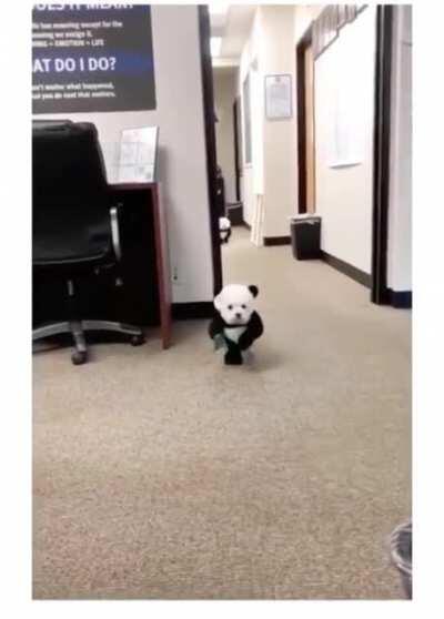 Panda zoomies!