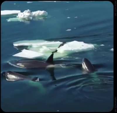 Killer whales using waves to hunt..