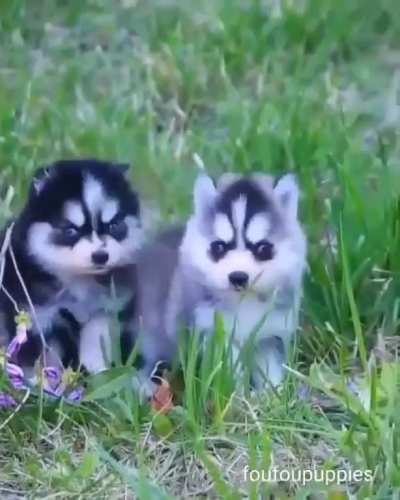 Cutest puppies ever !