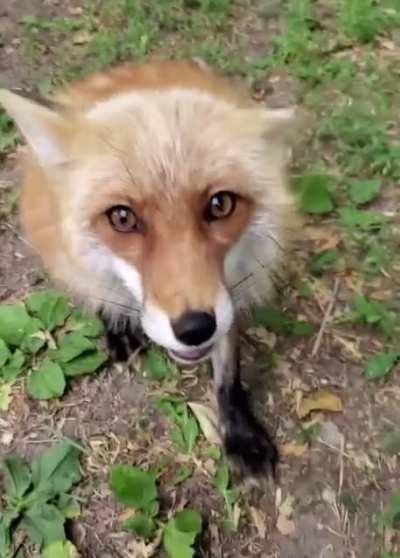 Dixie the fox gives a high five 🦊 She’s a rescued fox from SaveAFox Corporation