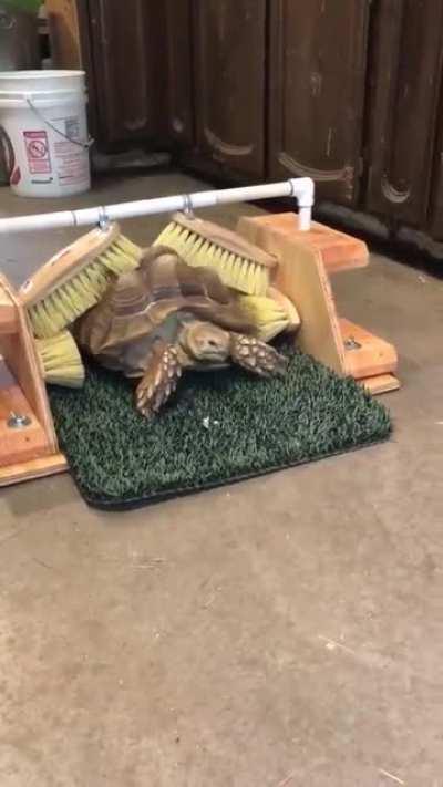 Tortoise shells have nerve endings and are sensitive to the slightest touch. This turtle at Badger Run Wildlife Rehab likes to feel her shell scratched, so a volunteer made her a scratching device.