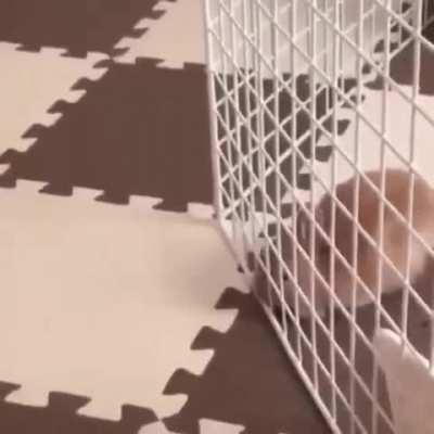 Rabbit squeezes its entire body through a single square in a cage