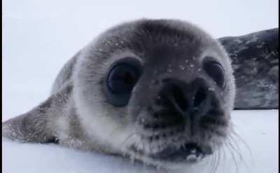 This baby seal sniffing a camera