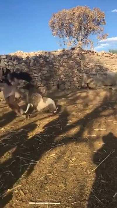 WCGW stealing an animal's baby?