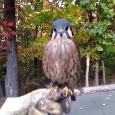 The Head Stabilization of an American Kestrel