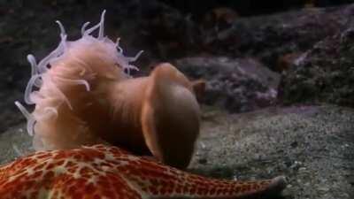 🔥 Anemone swim away from a seastar