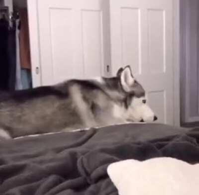 Possessed husky