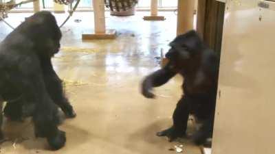 Cheeky Gorilla pulls off a flawless prank