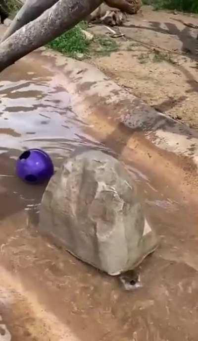 A walking rock