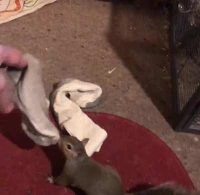 “Titan Grinch” (Titan, one of I Found a Squirrel Wildlife Rescue & Rehab’s overwintering baby squirrel, to acapella “Mr. Grinch”)