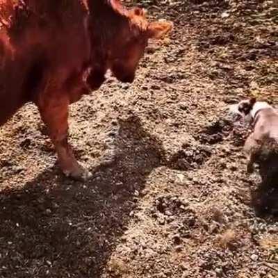 Cattle Dog skillfully matching cow move for move in slow motion