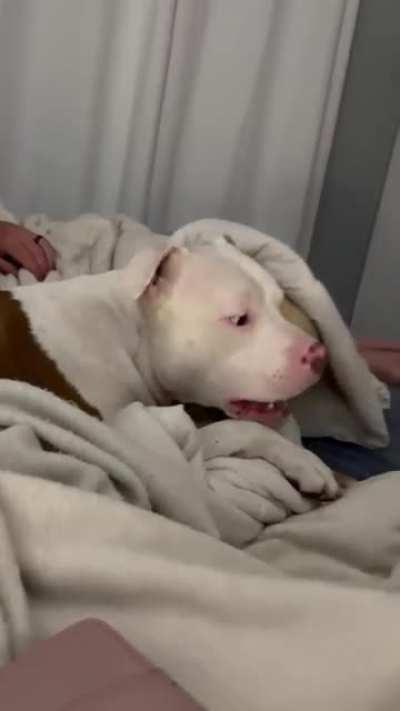 One dog sleeps all the way under the covers, the other dog thinks it’s a game to attack the moving blankets. Sorry for the feet…