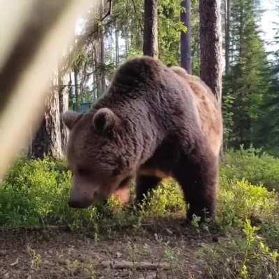 Being woken up to a bear searching for food near your tent