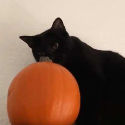 The cat is trying to eat pumpkin.