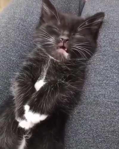 Little Kitty dreams