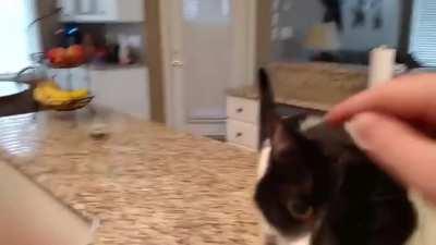 Cat has a deeper voice then other cats