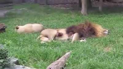 Lioness wanted to mate but the male was not interested