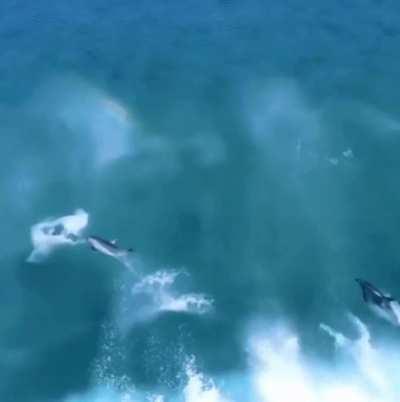 Dolphins enjoy surfing, or riding, ocean waves. This is the result of a natural behaviour adapted from swimming in a mother dolphin’s slip stream when they are young.