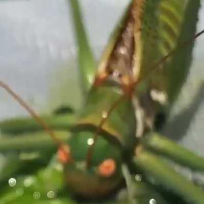 A Katydid devouring a Tomato Hornworm.