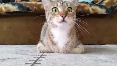 Cat's reaction to horror movie