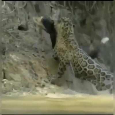 🔥 Jaguar called &quot;Scarface&quot; hunts a crocodile