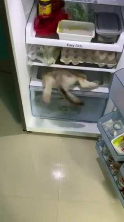 Huskies are built to live in cold temperatures