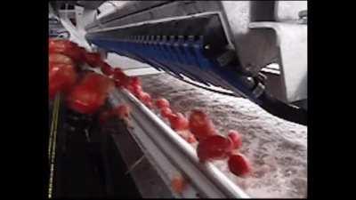 Tomato sorter using cameras and timed rejection arms to bat away unripe produce.