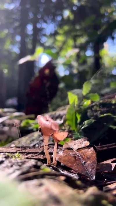 Fungus (Cookeina Mushroom) Spreading Spores