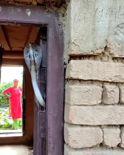 You're trying to go home and get greeted by this Indian cobra