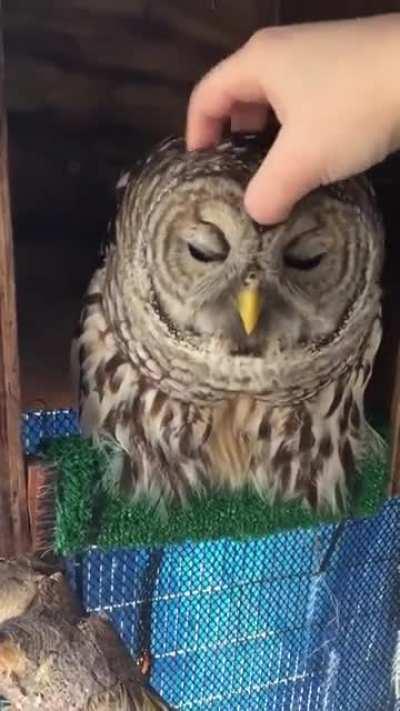 Owls are skycats.