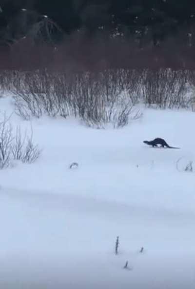 🔥 a sliding Otter 🦦