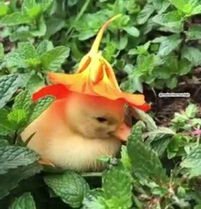 Baby Ducking Falls Asleep Under Flower Hat in Mint Garden