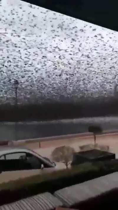 A Starling Murmuration