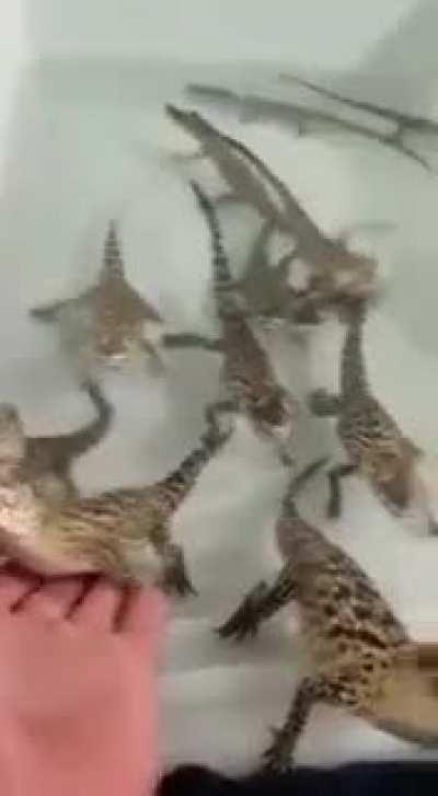 Baby crocs makes laser sounds