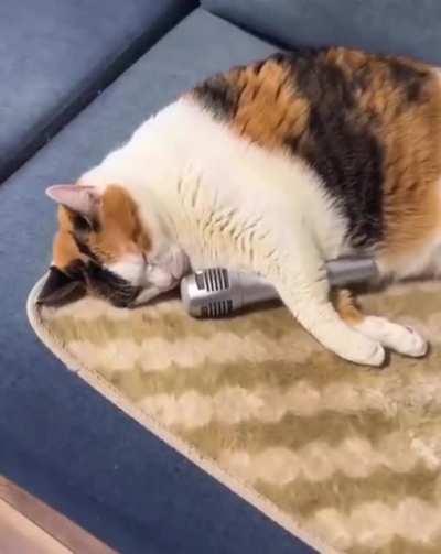 Sleeping karaoke cat