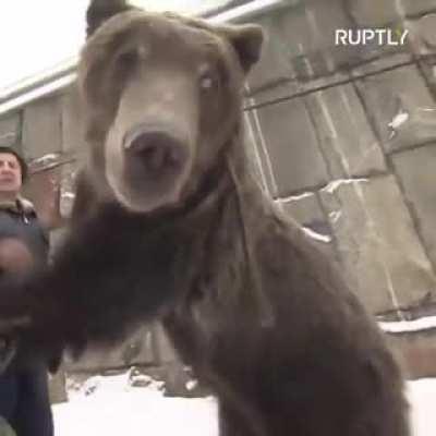 Bear pushes injured trainer around in wheelchair. Respect.