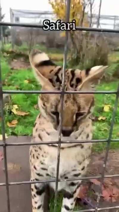 Feeding big cats