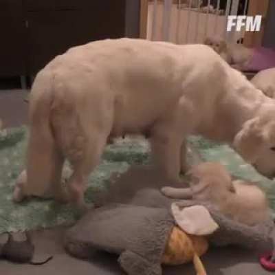 Momma teaches her puppies about patience