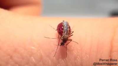 Mosquito sucking blood until it bursts