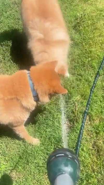 My dogs going crazy over water hose.