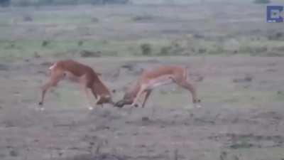 two impalas fight to the death!