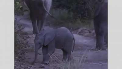 Baby elephant tries to scare tourists