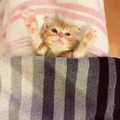 Kitten gets tucked into bed