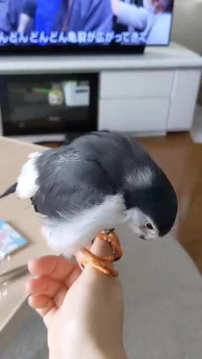 A happy pygmy falcon