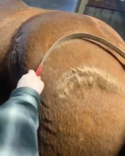 Combing horse hair