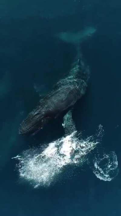 🔥 Humpback Whale plays with Dolphins 🐋 🐬