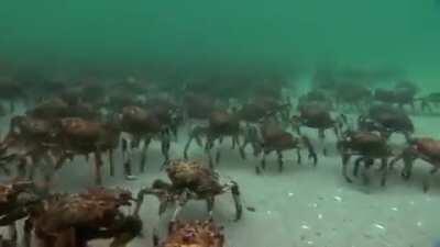 Crabs walking under waves